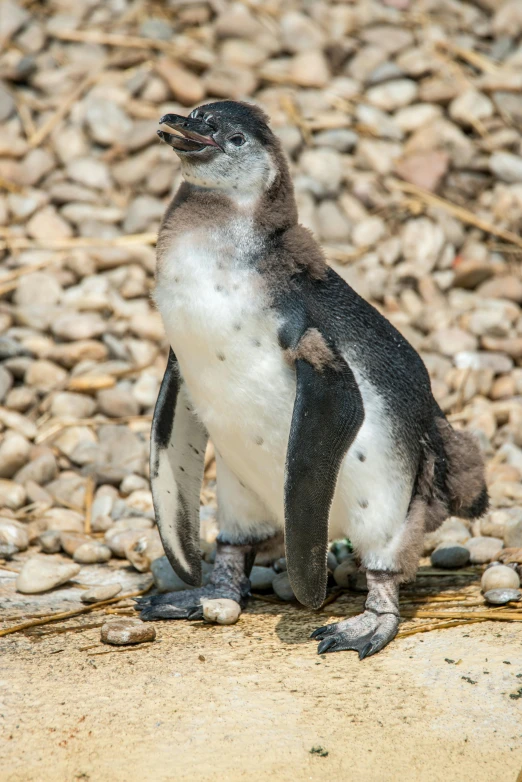 a penguin sitting on top of a pile of rocks, two legged with clawed feet, immature, taken in 2 0 2 0, hatching