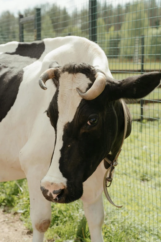 a black and white cow standing next to a fence