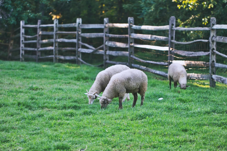 a couple of sheep standing on top of a lush green field, wooden fence, eating outside, college, instagram photo