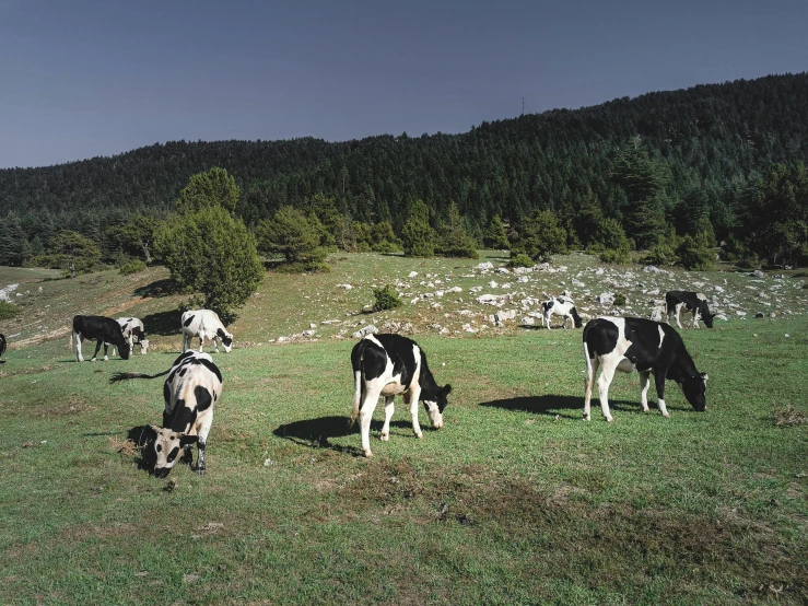 a herd of cows grazing on a lush green field, les nabis, medium format, meni chatzipanagiotou, alessio albi, 90s photo