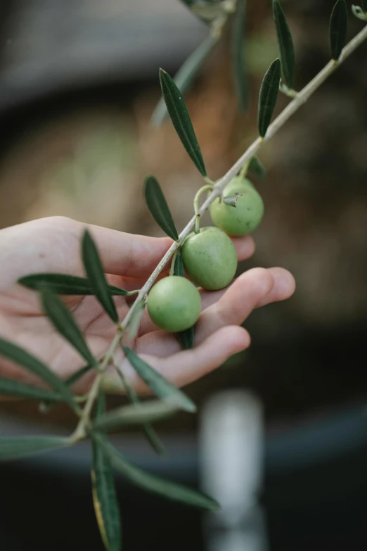 a person holding a bunch of green olives, by Elizabeth Durack, trending on unsplash, square, fruit trees, grey, made of glazed