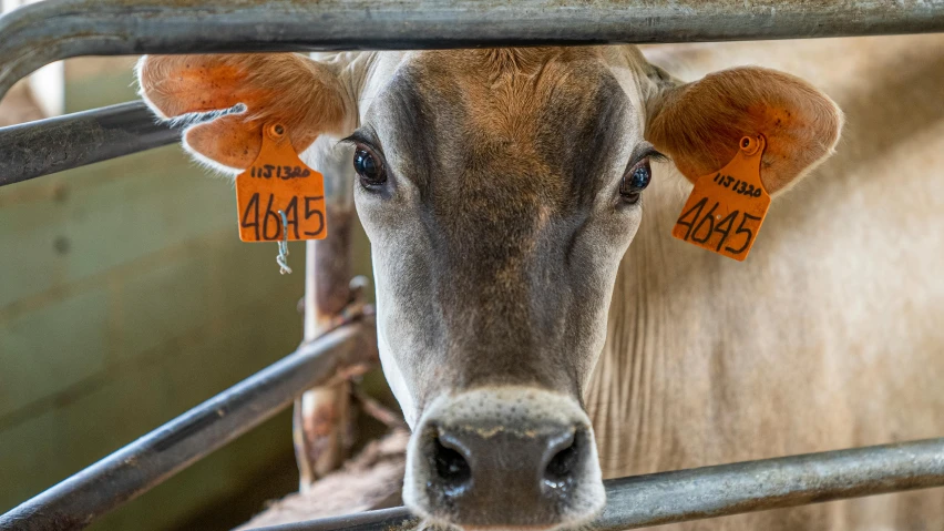 a close up of a cow with tags on it's ears, a portrait, unsplash, pov photo, brown, milk, australian