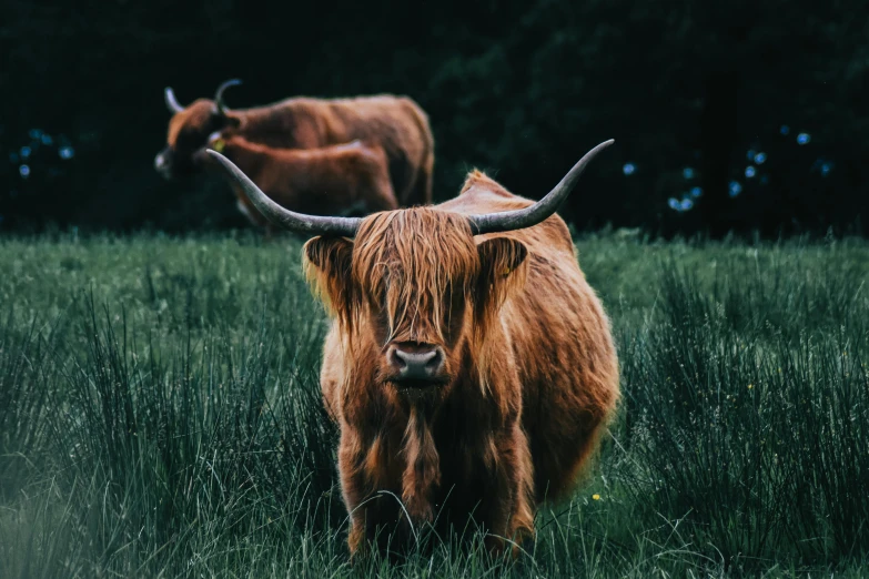 two brown cows standing on top of a lush green field, by Adam Marczyński, pexels contest winner, whisky, wild hairstyle, scottish style, on a canva