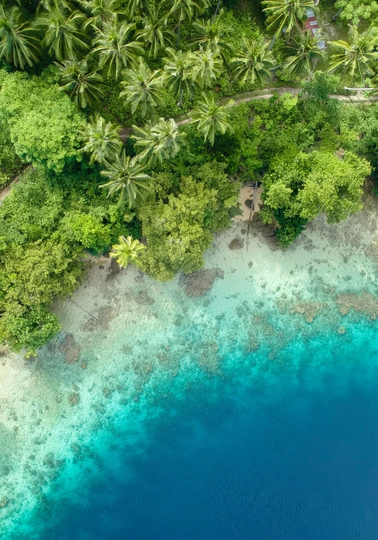 a large body of water surrounded by trees, a screenshot, by Daren Bader, trending on unsplash, hurufiyya, tropical reef, high angle close up shot, maldives in background, ai biodiversity