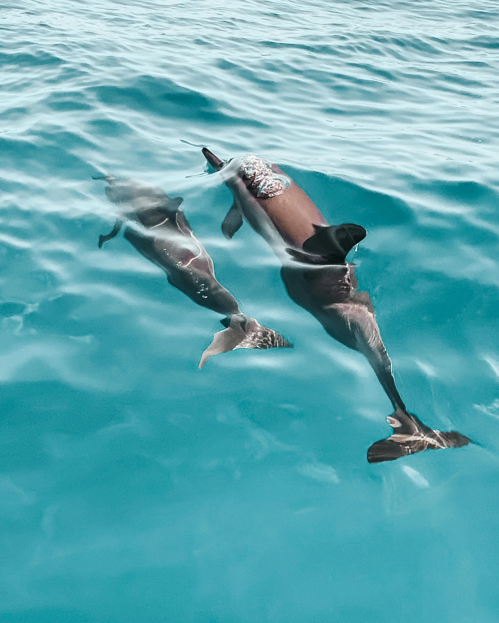 a couple of dolphins swimming next to each other, unsplash contest winner, brown and cyan color scheme, thumbnail, iceland photography, elegant pose