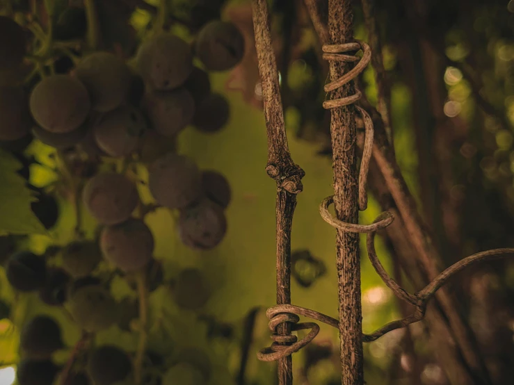 a bunch of grapes hanging from a vine, an album cover, inspired by Elsa Bleda, pexels contest winner, australian tonalism, ropes, fine details 8k octane rendering, an ancient, lianas