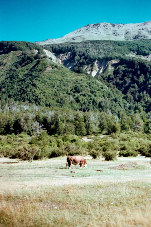 a brown cow standing on top of a grass covered field, by Muggur, sumatraism, kodak kodachrome 400, patagonian, hill with trees, abel tasman