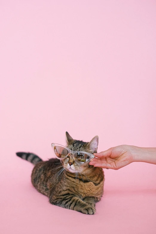 a person petting a cat on a pink background, trending on pexels, big glasses, doing a sassy pose, clear background, instagram picture