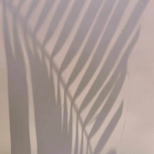 a shadow of a palm leaf on a wall, inspired by Max Dupain, unsplash, photorealism, dimmed pastel colours, reflection, lena oxton, cast shadows