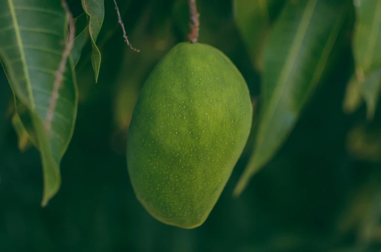 a large green mango hanging from a tree, unsplash, detailed product image, background image, manuka, front profile shot