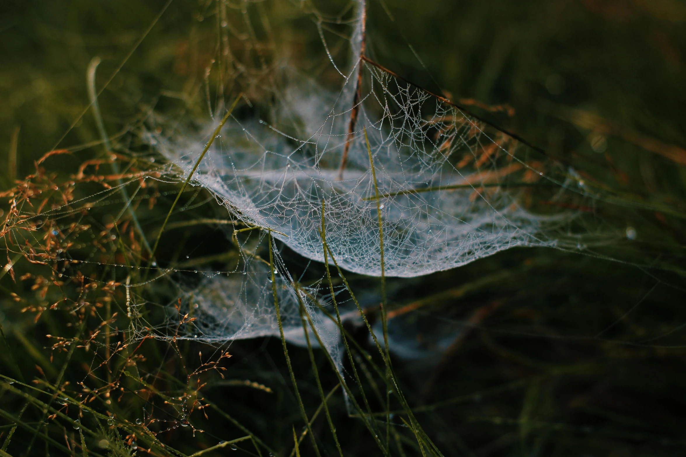 a close up of a spider web in the grass, by Elsa Bleda, fan favorite, alessio albi, soft vinyl, silver mist