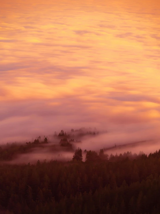 a sunset with clouds and trees in the foreground, by Jessie Algie, unsplash contest winner, romanticism, forest pink fog planet, redwood forest, today\'s featured photograph 4k, made of mist