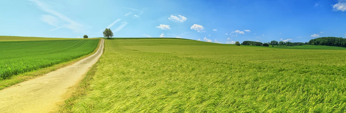 a dirt road going through a green field, by Jan Rustem, color field, windows xp, background image, wind blowing, wide-screen