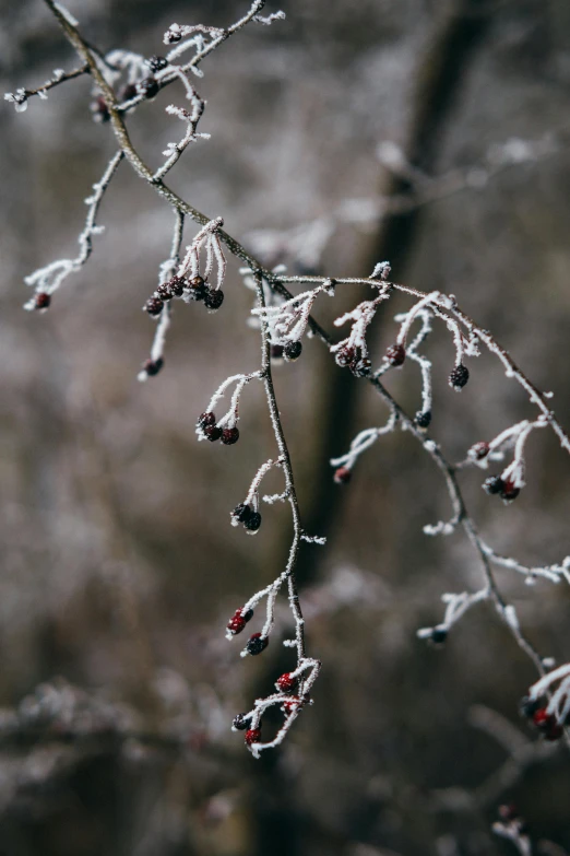 a bunch of berries sitting on top of a tree branch, a photo, inspired by Arthur Burdett Frost, trending on pexels, ice crystals, thumbnail, background image, moody details