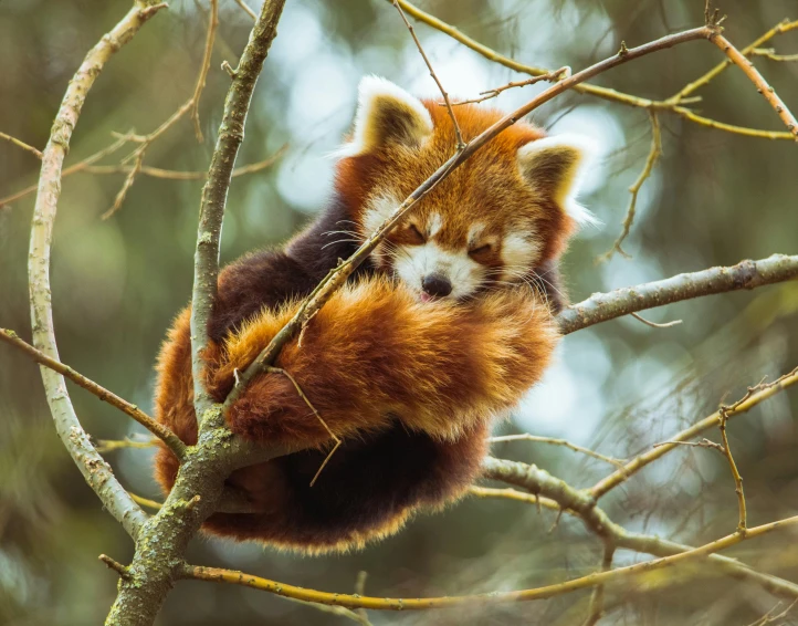 a red panda sitting on top of a tree branch, trending on pexels, orange fluffy belly, national - geographic, sichuan, made of bamboo