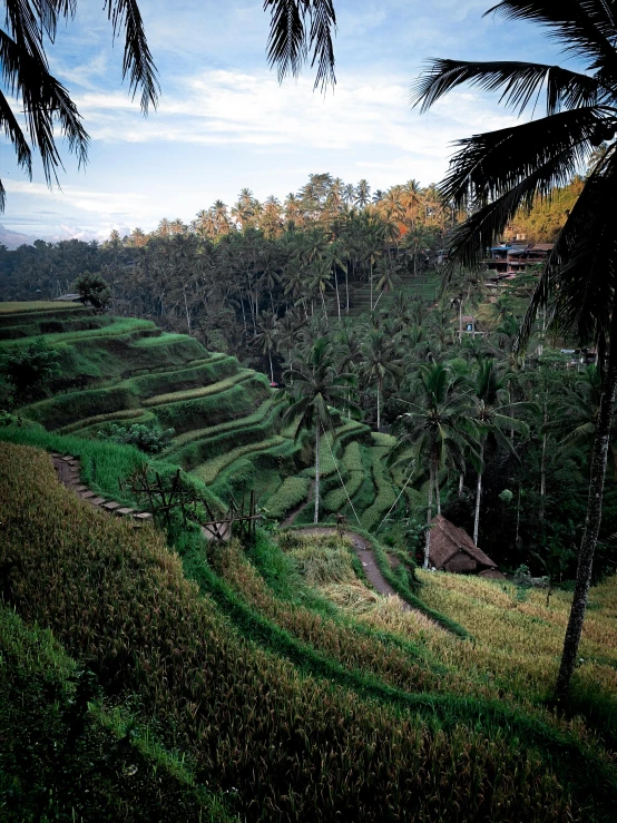 a group of palm trees sitting on top of a lush green hillside, staggered terraces, rice paddies, stacked image