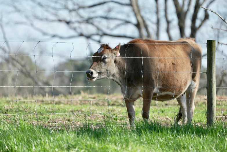 a brown cow standing on top of a lush green field, fencing, alabama, high res photograph, xqcow