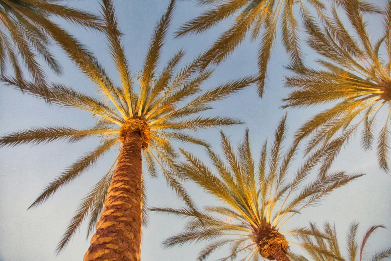 a group of palm trees against a blue sky, by Carey Morris, unsplash, golden hour closeup photo, fan favorite, panoramic photography, coachella