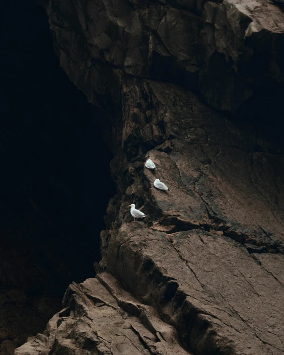 a couple of birds sitting on top of a rock, dark cave, in a row, photograph from above, unsplash photo contest winner