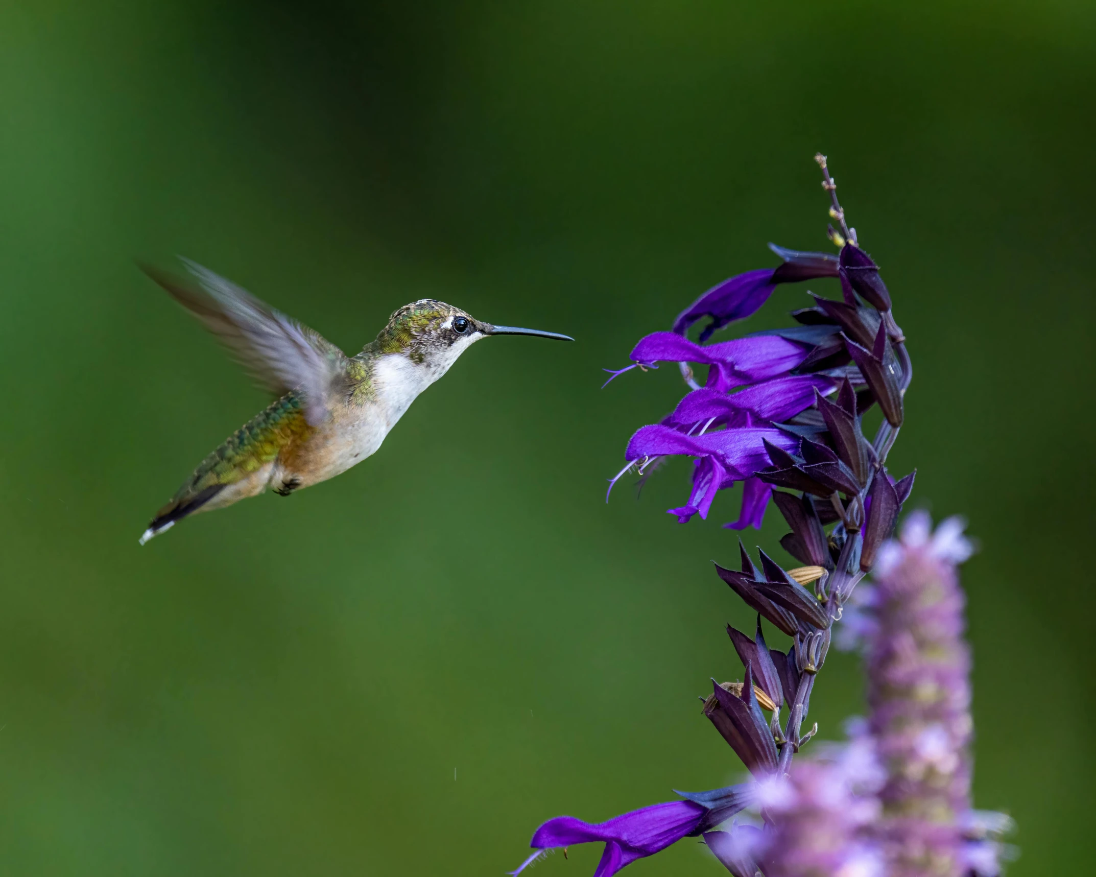 a hummingbird hovering over a purple flower, by Carey Morris, pexels contest winner, trimmed with a white stripe, lobelia, paul barson, female ascending