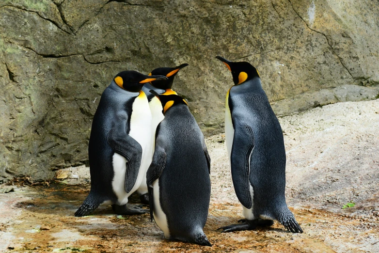 a group of penguins standing next to each other, pexels contest winner, royal elegant pose, 🦩🪐🐞👩🏻🦳, biodome, thumbnail