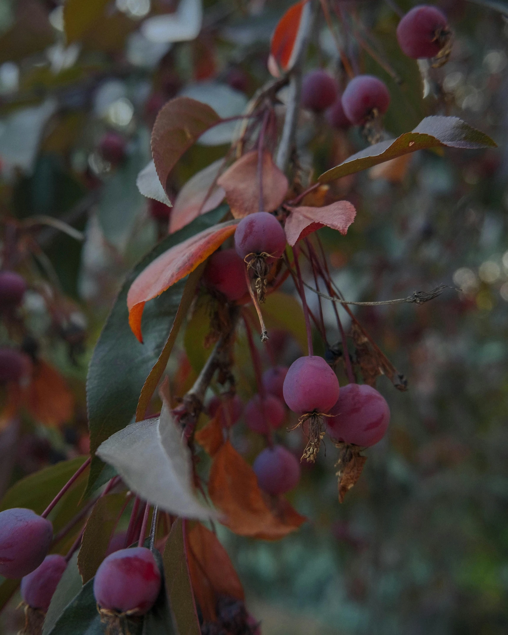 a close up of a bunch of fruit on a tree, a digital rendering, unsplash, australian tonalism, background image, autum garden, magenta, official screenshot