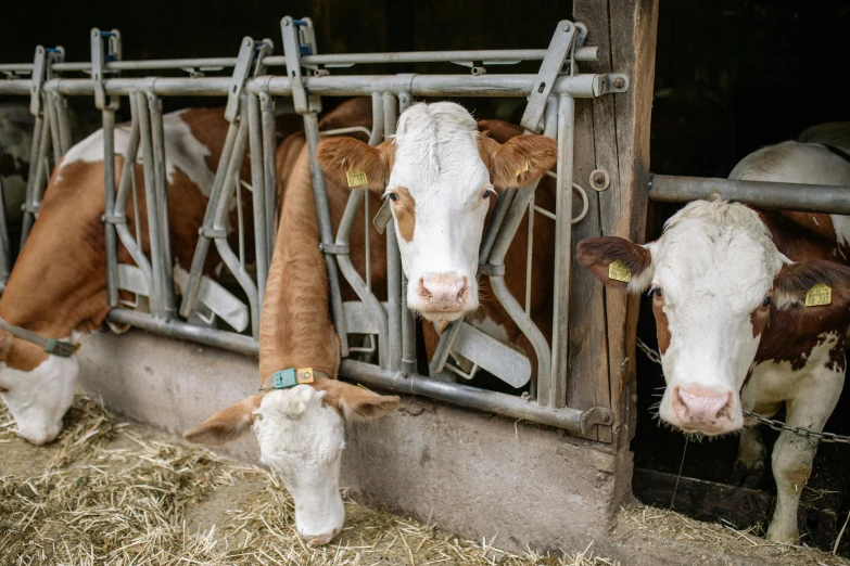 a group of cows standing next to each other in a barn, unsplash, fan favorite, illustration »