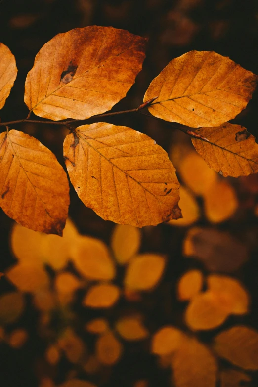 a close up of a leaf on a tree, trending on pexels, baroque, color palette is dark orange, multiple lights, gold, celebrating