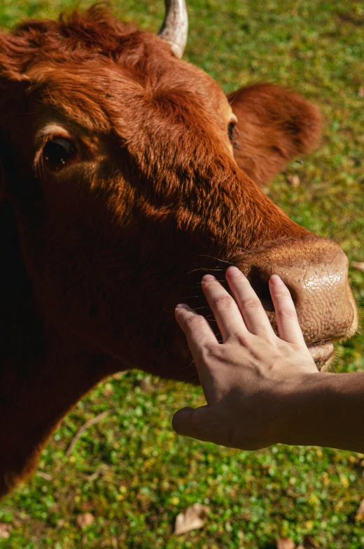 a close up of a person petting a cow, ginger, grazing, holding paws, talking