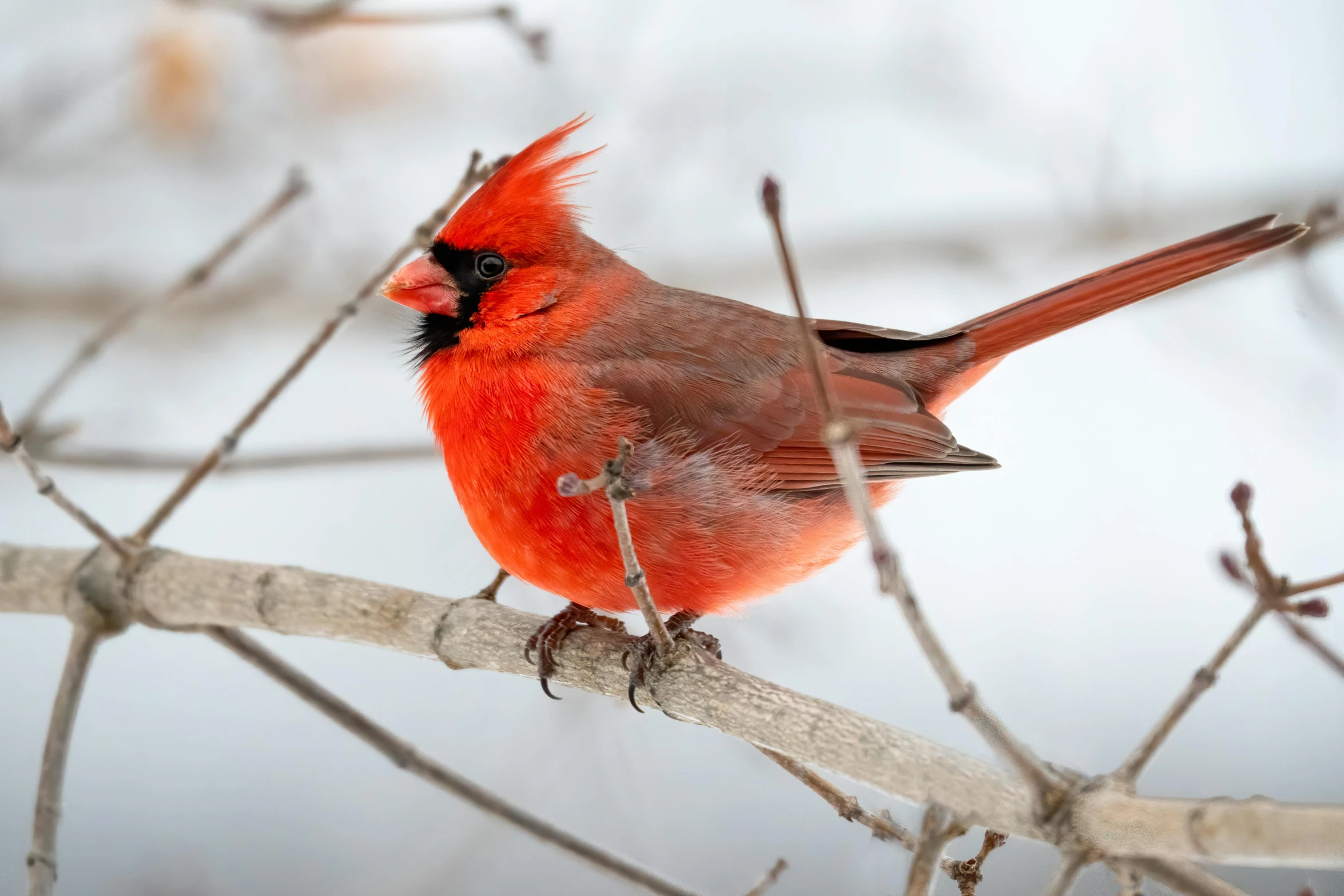 a red bird sitting on top of a tree branch, by Jim Nelson, pexels contest winner, cold weather, regal pose, minn, with a pointed chin