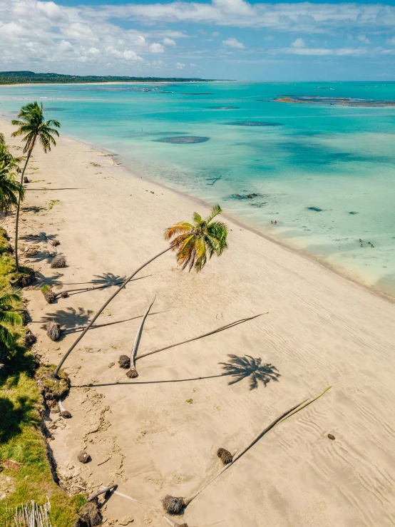 an aerial view of a beach with palm trees, on the beach at noonday, inspiration, white sand