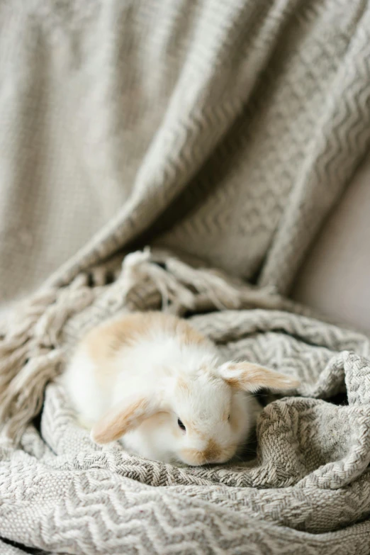 a rabbit sitting in a blanket on a couch, by Elaine Hamilton, trending on unsplash, romanticism, demur, closeup of an adorable, soft hair, 15081959 21121991 01012000 4k