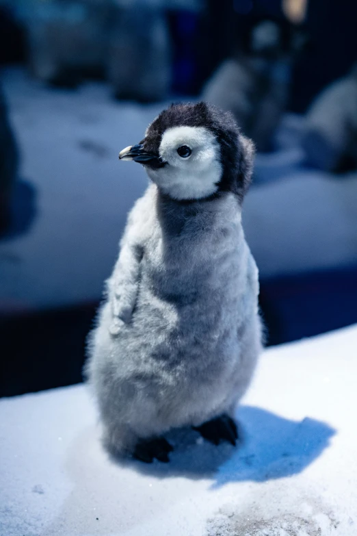 a small penguin sitting on top of a snow covered ground, weta workshop, super adorable, cuddly fur, in the spotlight