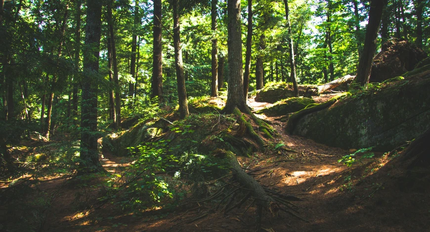 a dirt path in the middle of a forest, pexels contest winner, rocky ground, hemlocks, well shaded, ((forest))