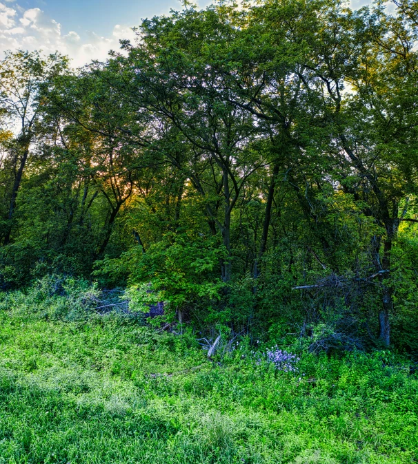 a grassy field with trees in the background, a digital rendering, by Joe Stefanelli, unsplash, 8k hdr dusk light, overgrown in a thick forest, today\'s featured photograph 4k, verdant and lush and overgrown