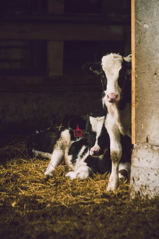 a black and white cow laying down in a barn, a picture, unsplash, renaissance, 2 animals, calf, multiple stories, spotted