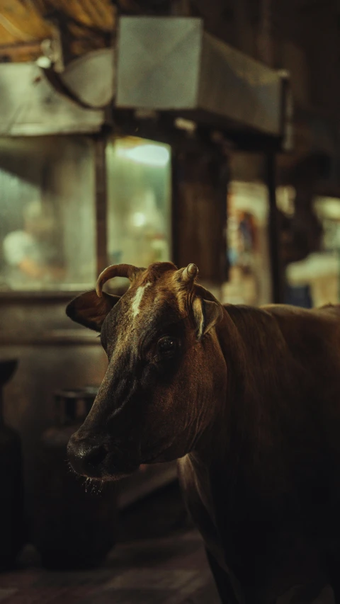 a cow that is standing in a room, by Elsa Bleda, trending on unsplash, streets of mumbai, at the counter, vsco film grain, high quality photo