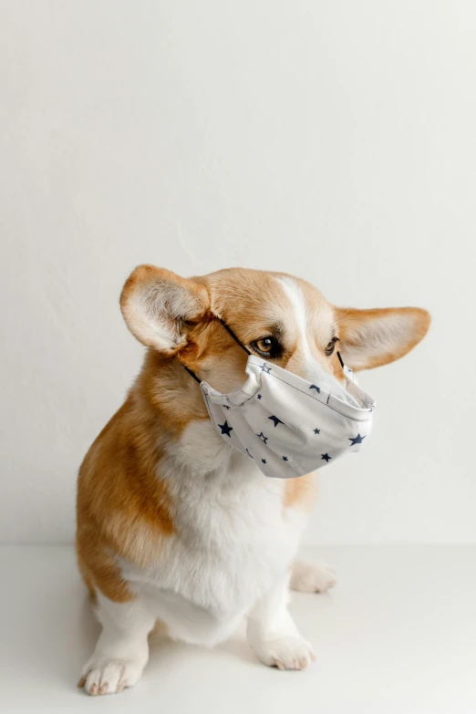 a corgi dog wearing a face mask, a picture, shutterstock, plain background, made of lab tissue, thumbnail, spangled