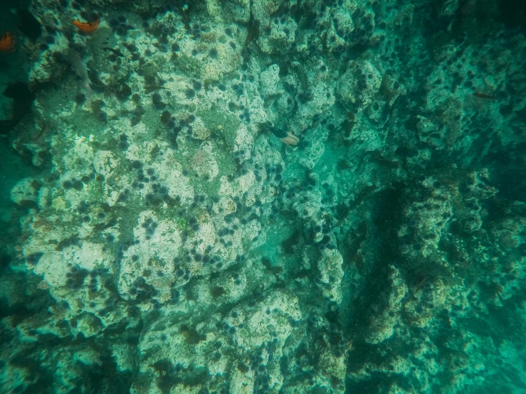 a fish that is swimming in the water, delicate coral sea bottom, rock texture, instagram post, background image