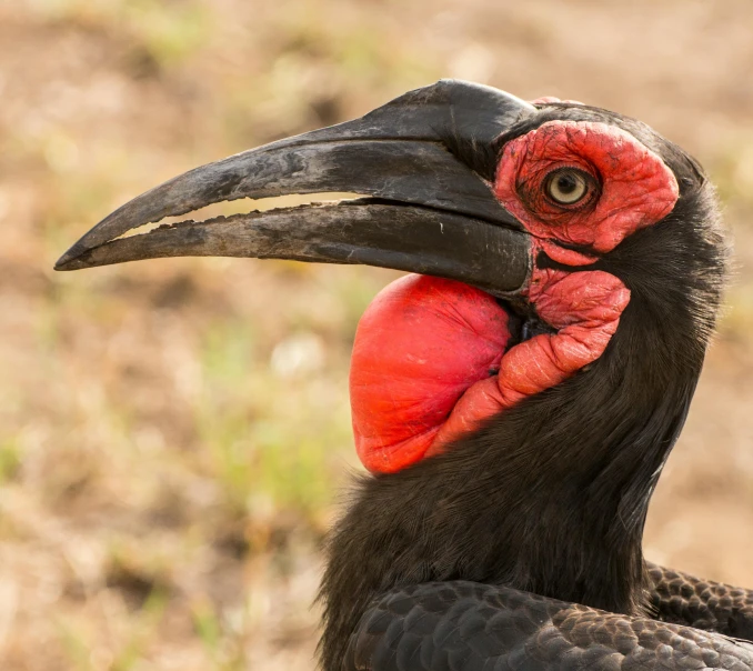 a close up of a bird with a red beak, by Peter Churcher, hurufiyya, black horns, vultures, long thick shiny black beak, an intricate