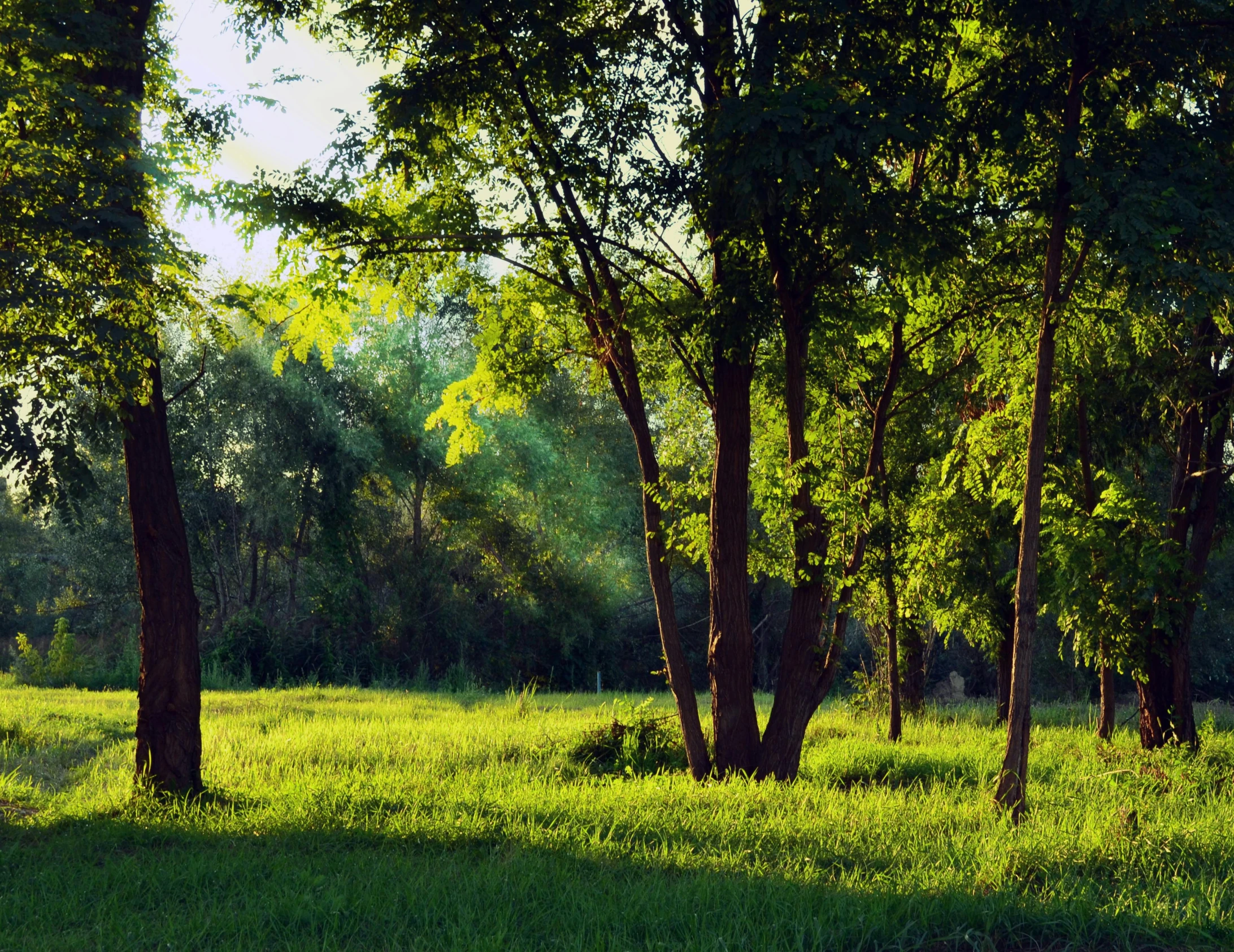 a giraffe standing in the middle of a lush green field, sun filtering through trees, paul barson, trees in foreground, lot of trees