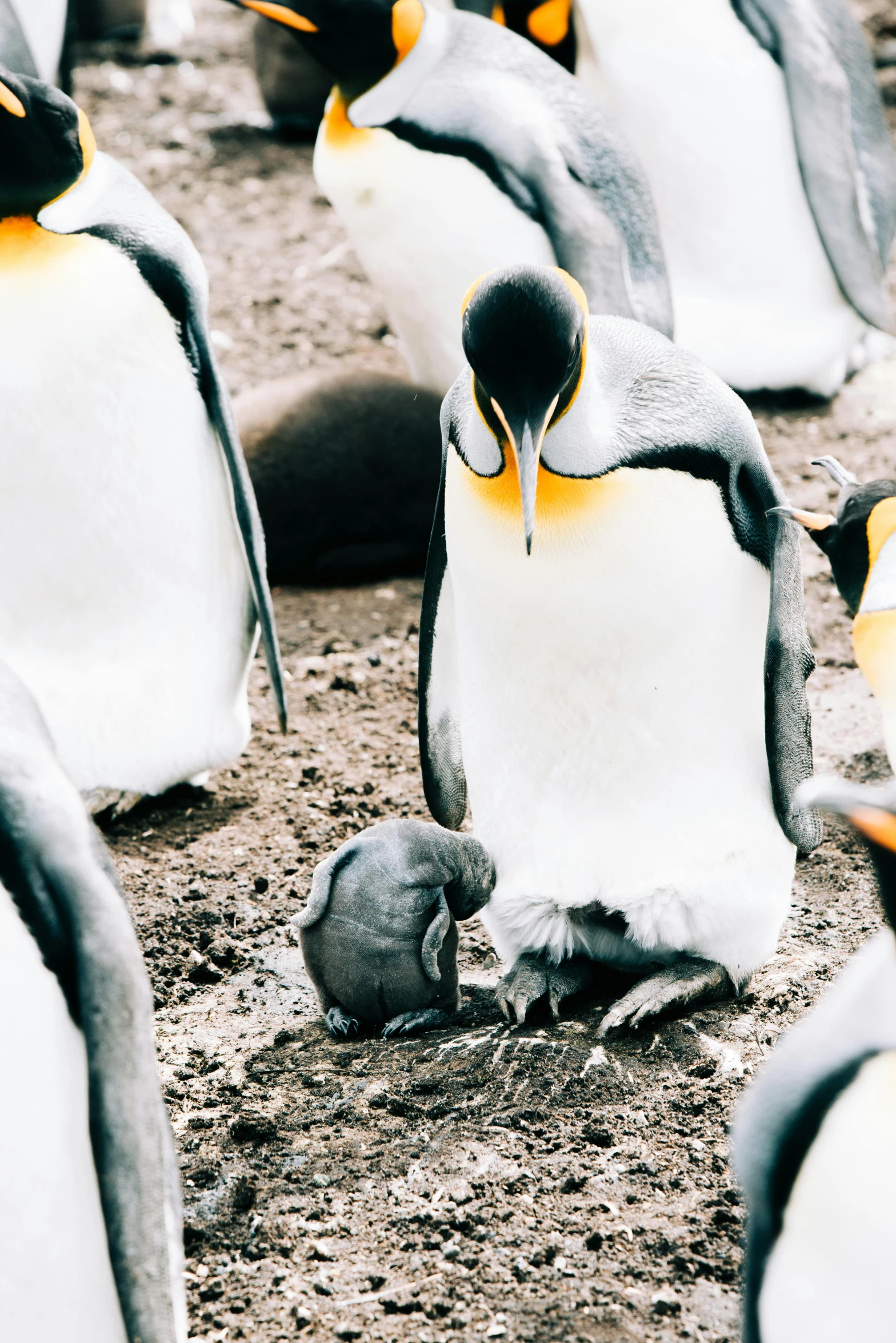 a group of penguins standing next to each other, pexels contest winner, hatching, kneeling, gold, up close