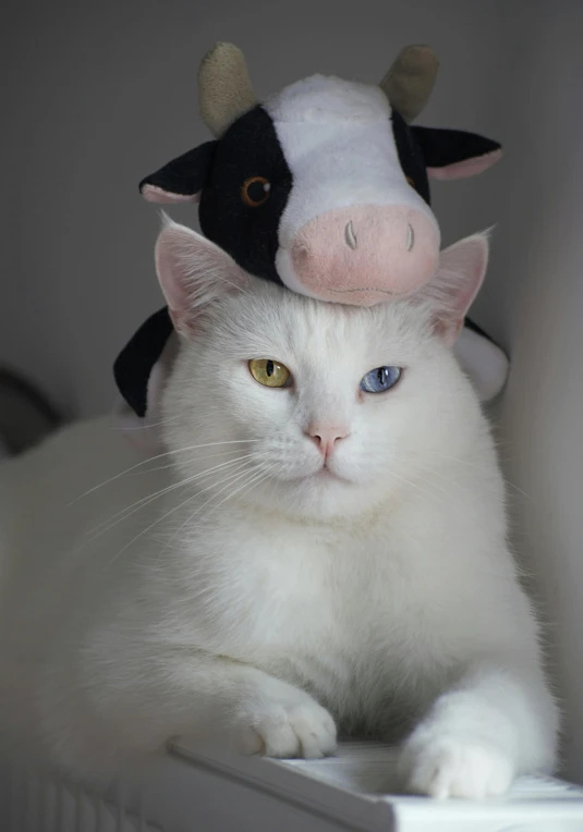 a white cat laying on top of a radiator, by Jan Tengnagel, featured on reddit, cat merged elephant head cow, plush toy, white hat, cows