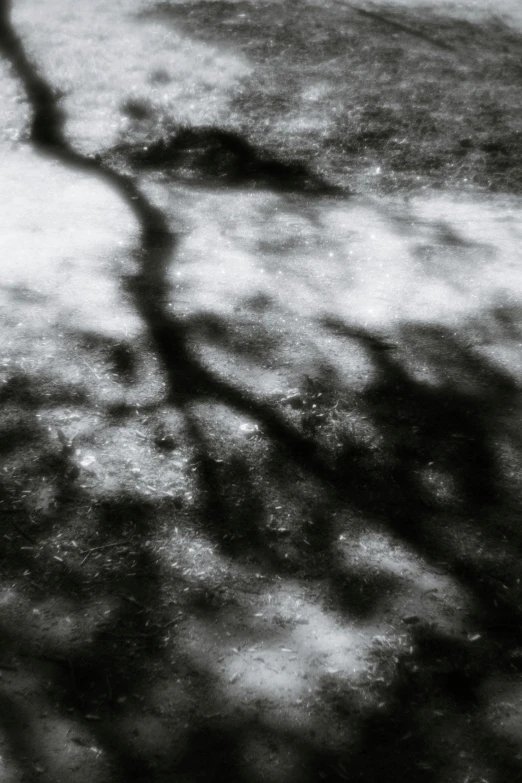 a black and white photo of a fire hydrant, inspired by Kati Horna, lyrical abstraction, large tree casting shadow, lying scattered across an empty, frost on the canvas, reflections. shady