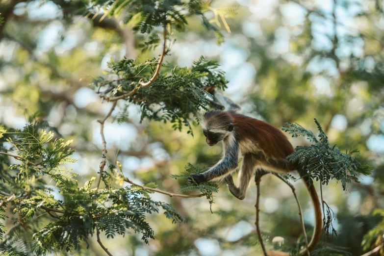 a monkey sitting on top of a tree branch, by Dietmar Damerau, pexels contest winner, al fresco, madagascar, branches and foliage, slide show