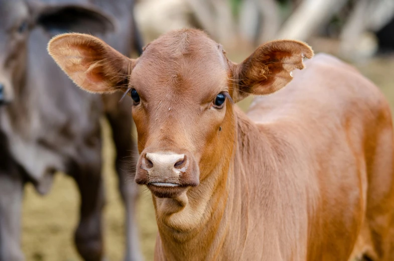 a brown cow standing next to a brown cow, unsplash, australian, closeup 4k, fan favorite, malaysian