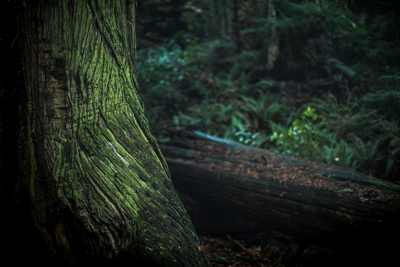 a close up of a tree trunk in a forest, a picture, inspired by Elsa Bleda, unsplash contest winner, pacific northwest coast, shot on hasselblad, lush environment, ground - level medium shot