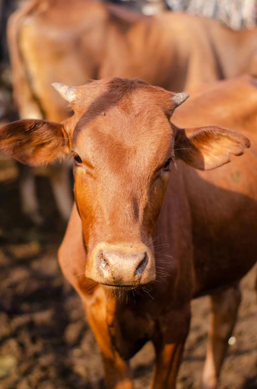 a group of brown cows standing next to each other, trending on unsplash, square nose, full frame image, brown:-2, in liquid