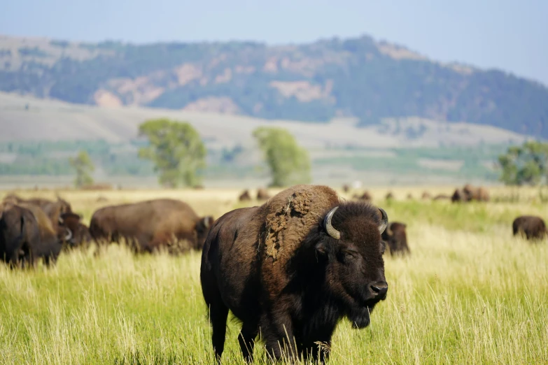 a herd of bison standing on top of a lush green field, profile image, conde nast traveler photo