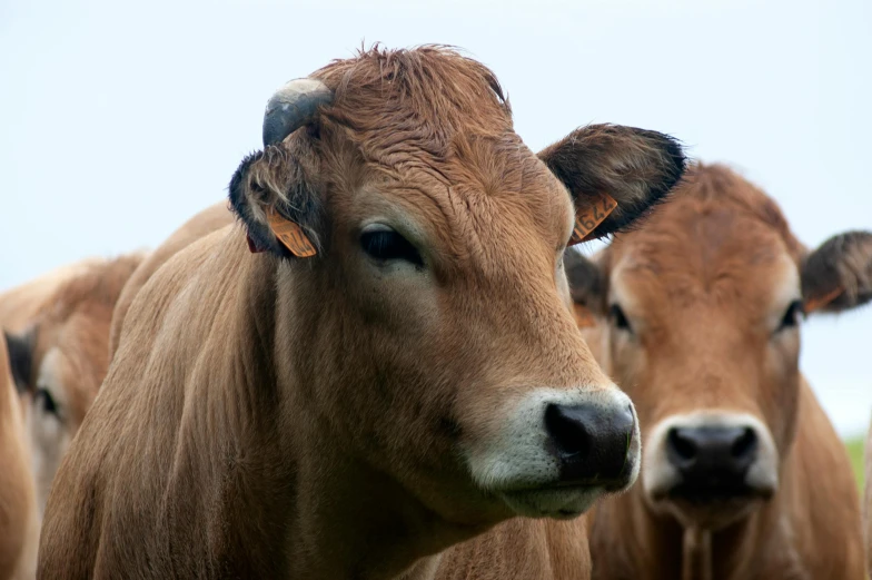 a group of brown cows standing next to each other, unsplash, medium format, close up head shot, 2022 photograph, no cropping